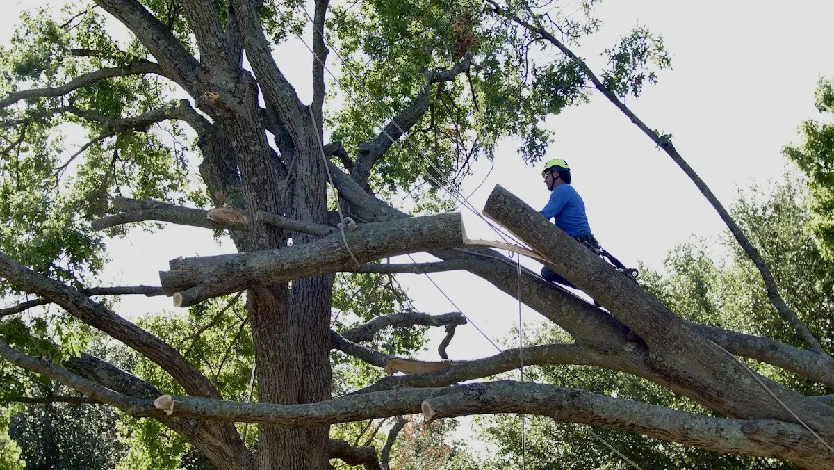 Professional Crown Thinning performed by certified arborists in Onaway